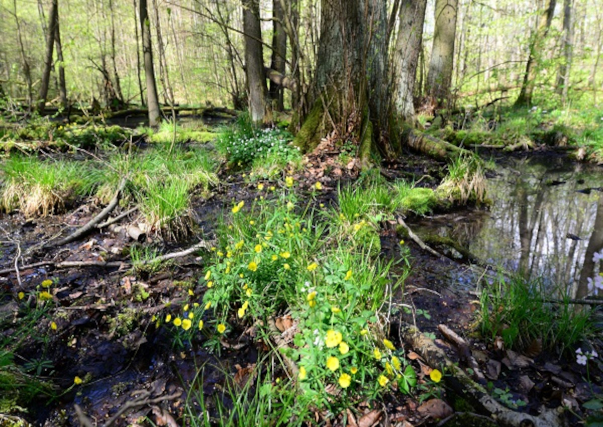 Asphaltstrae im Fockenbachtal genehmigt: Naturschutzinitiative (NI) reicht Klage ein