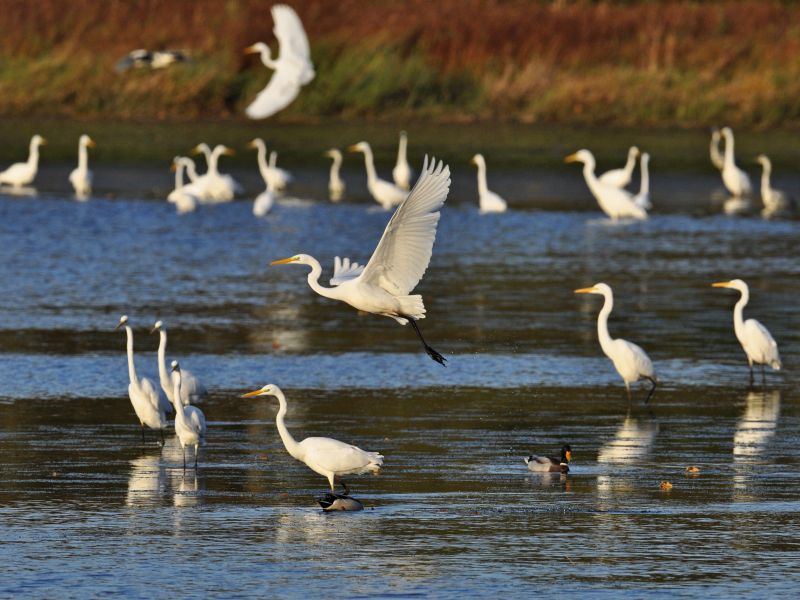 Haben den Westerwald seit 2000 strmisch als Durchzugs- und berwinterungsgebiet erobert: Silberreiher. Foto: Wolfgang Burens