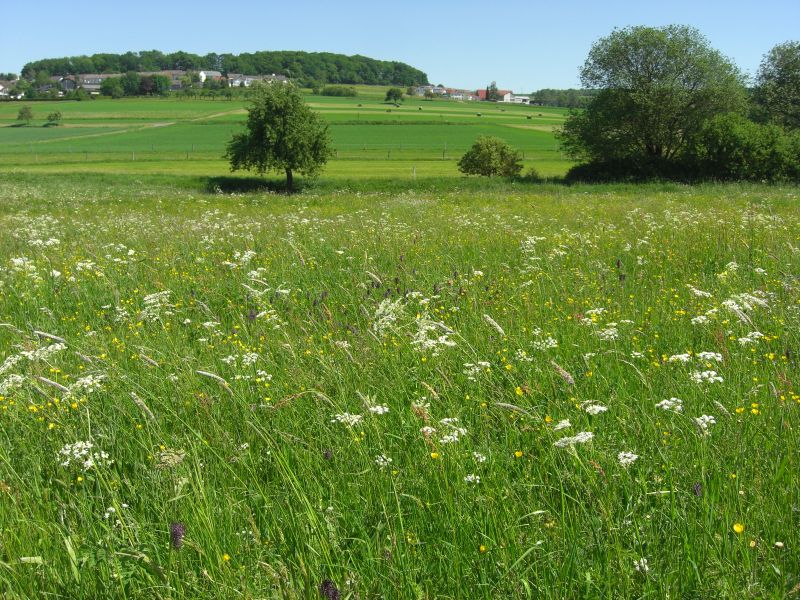 Artenreiche Wiese bei Rennerod. Foto: Frank Ebendorff