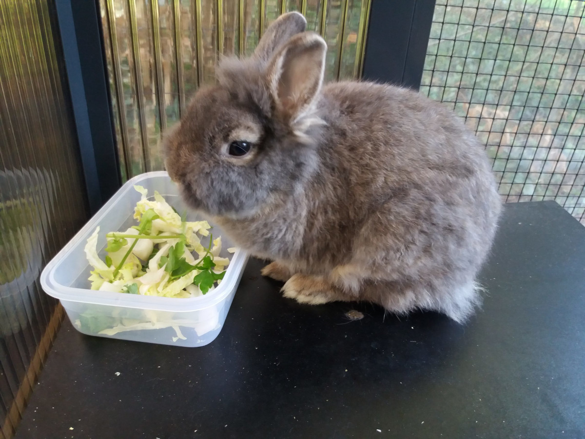 Foto: Tierschutz Siebengebirge, Beate Ditscheid