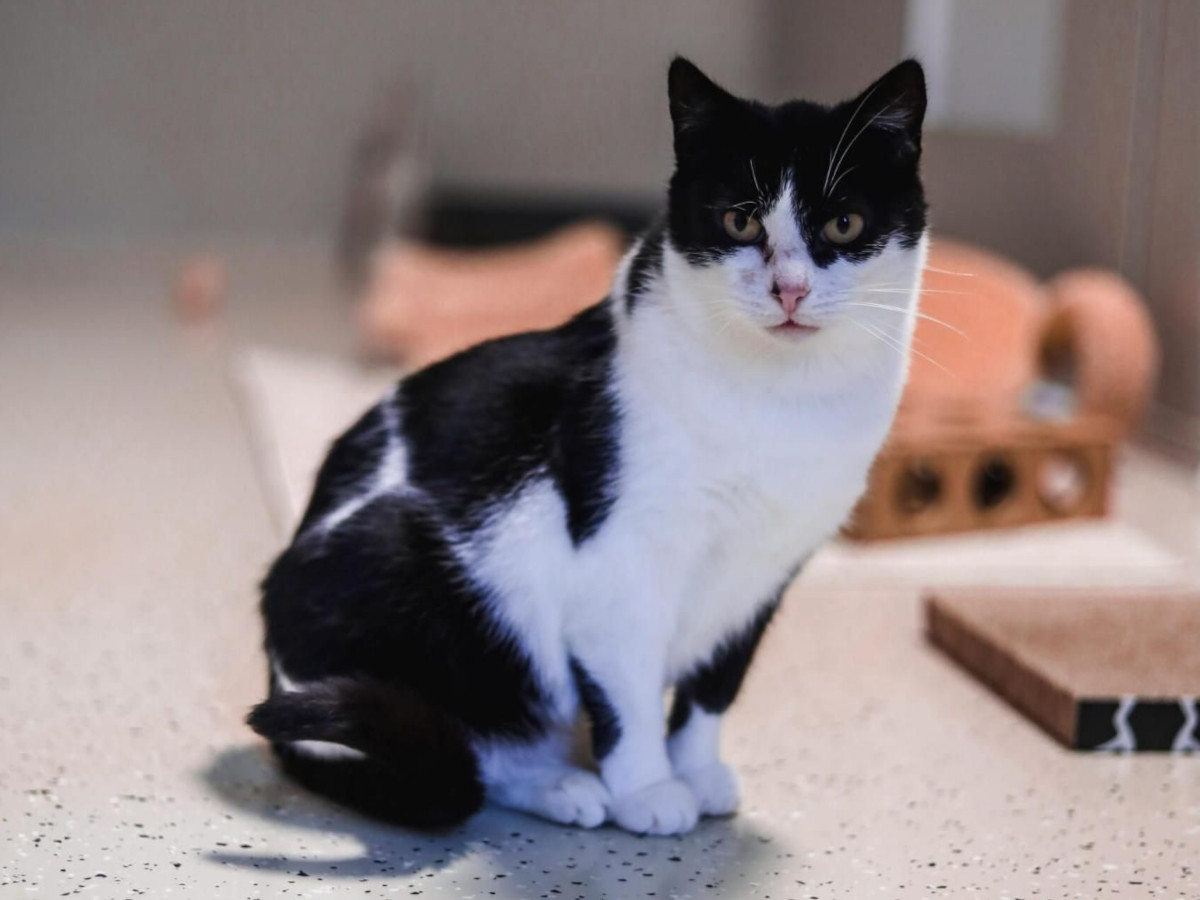 Von der Strae ins Herz: Frieda sucht ein echtes Zuhause