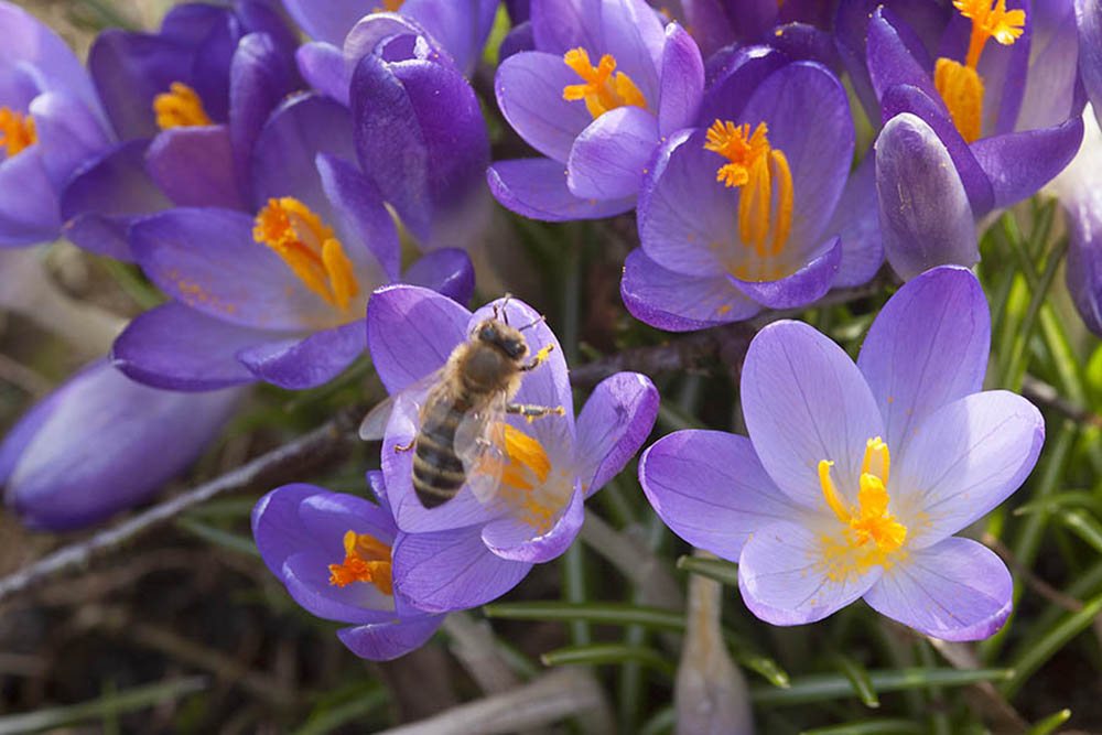 Ans Frhjahr denken - in Buchholz werden 1.000 Krokusse gepflanzt