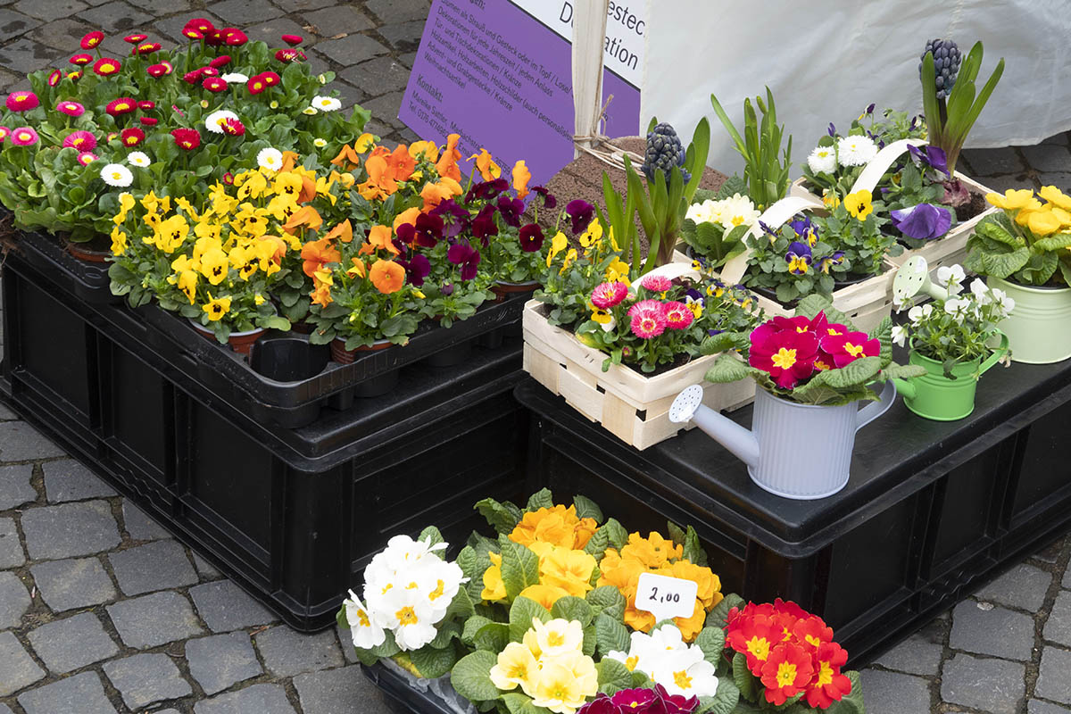 "Frh im Jahr Markt" Hachenburg erffnet die Marktsaison im Westerwald