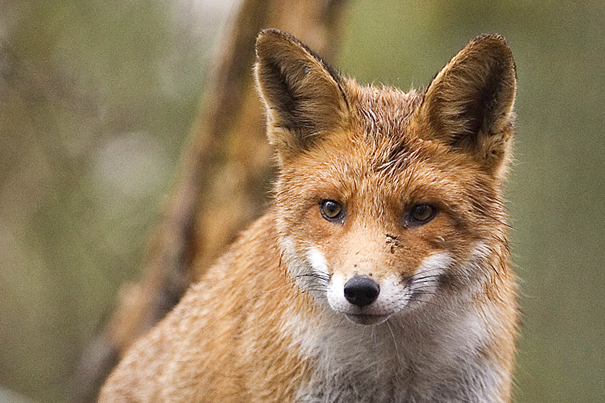 Fuchsräude im Westerwald – Gefahr für Hunde