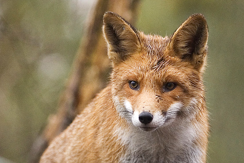 Fuchsrude im Westerwald  Gefahr fr Hunde