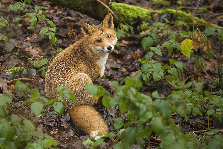 Jagen ja oder nein? Foto: Wolfgang Tischler