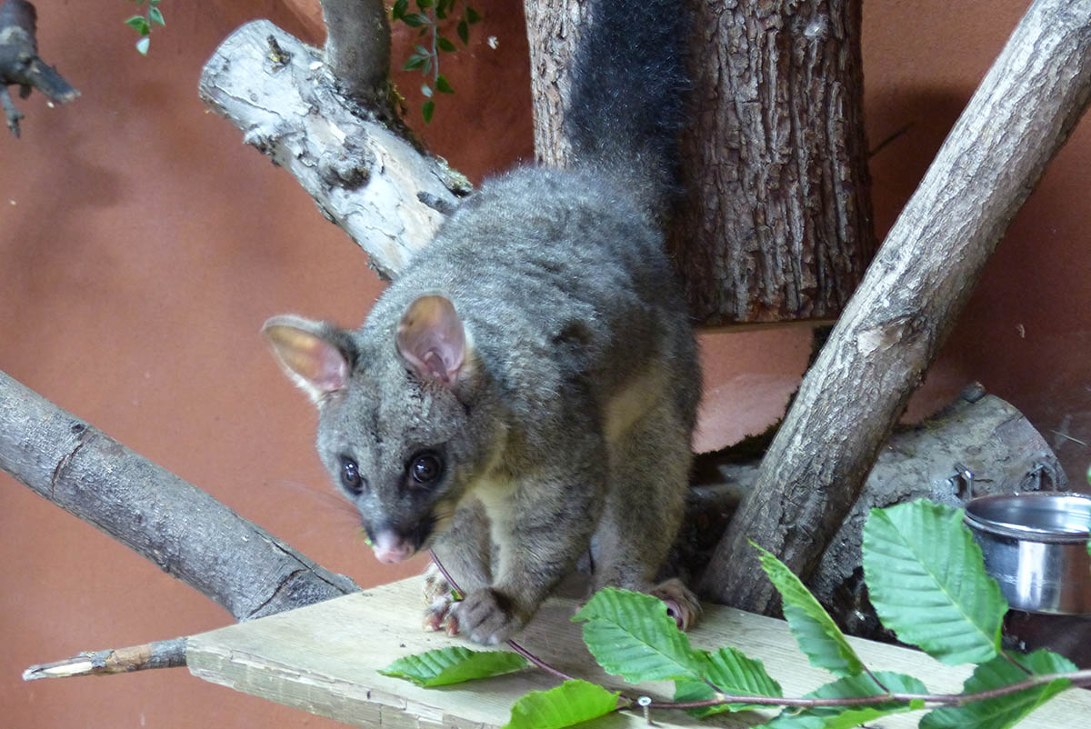 Nachwuchs bei den Fuchskusus im Zoo Neuwied