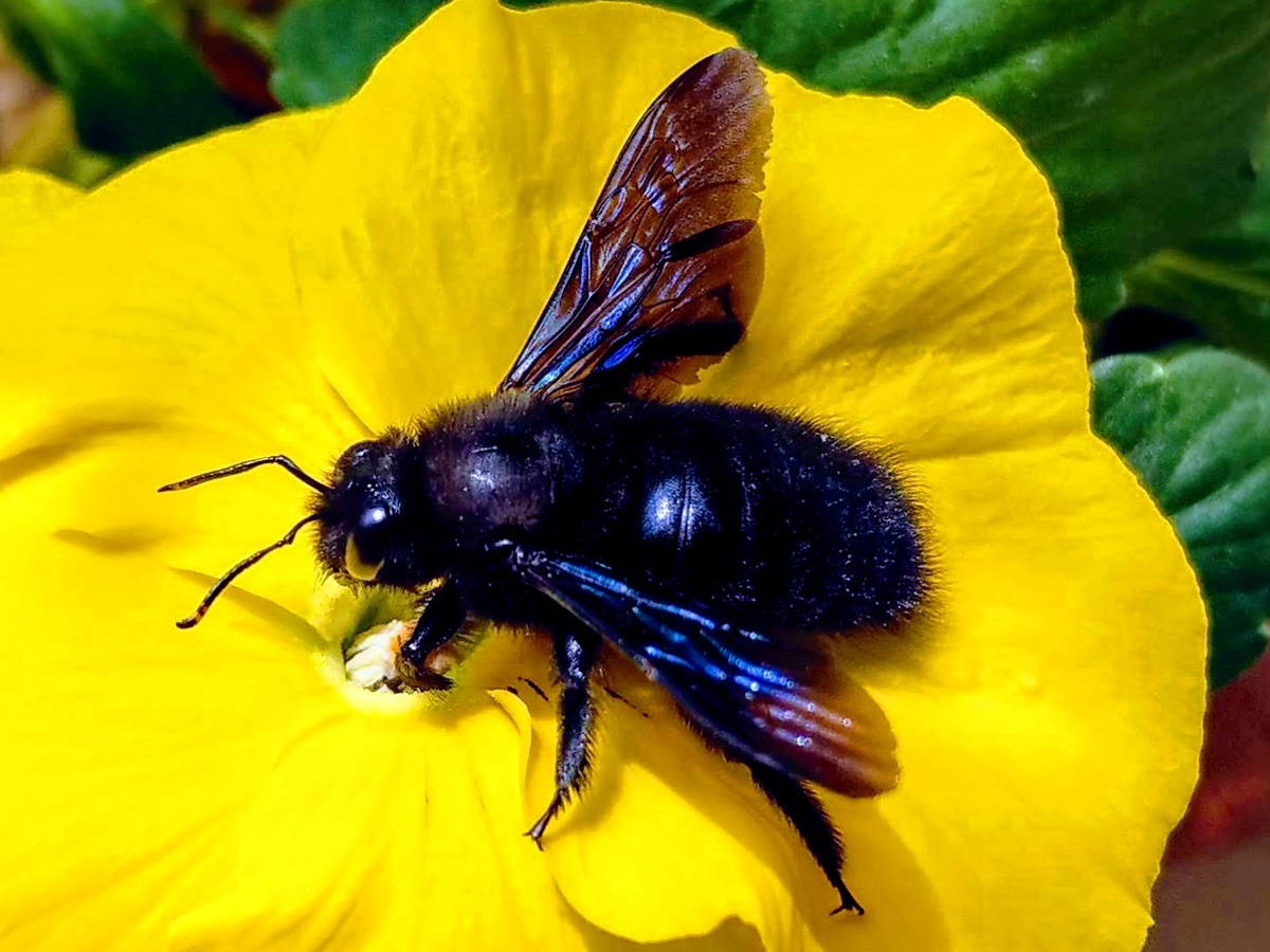 Blaue Holzbiene auf einem Gartenstiefm�tterchen (Foto: Gr�nes Netzwerk)