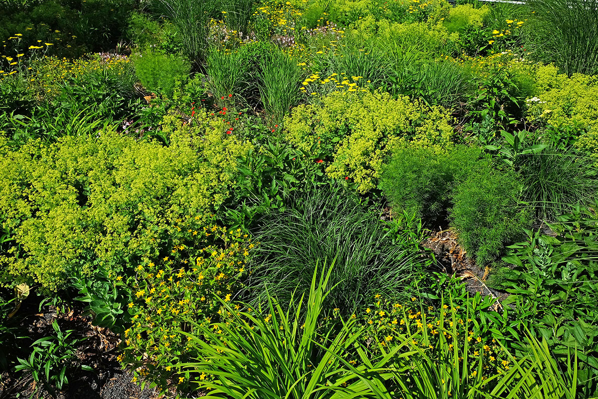 Biodiversittsinitiative der Stadt ist in vollem Gang