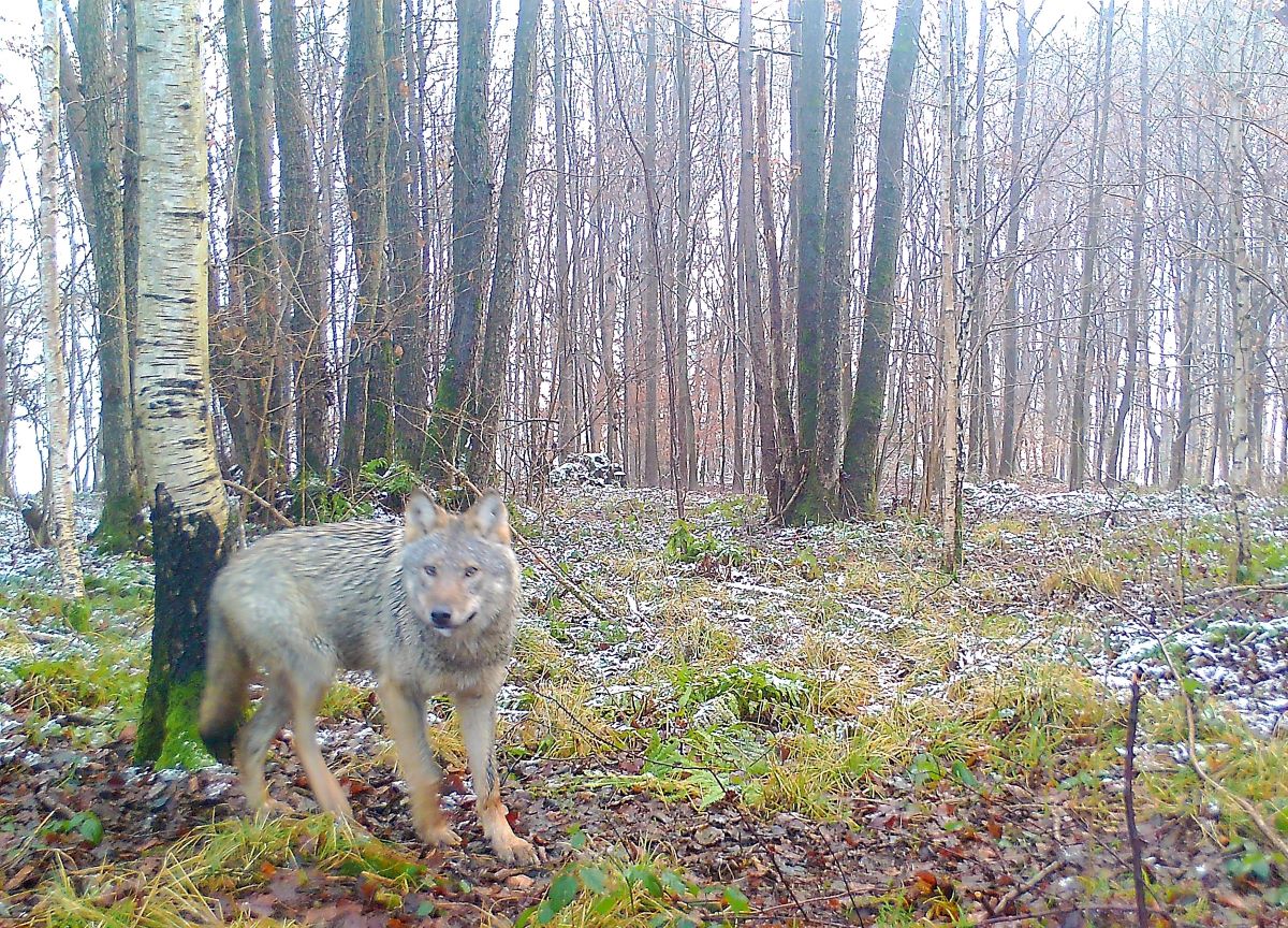 Wolf "GW1896m" liebt außerhalb des Waldes das Fleisch von Schafen
