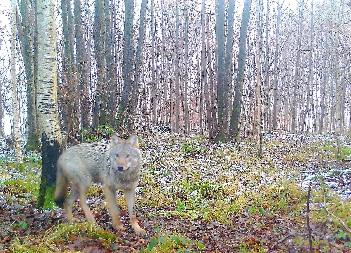 Wolf "GW1896m" liebt auerhalb des Waldes das Fleisch von Schafen
