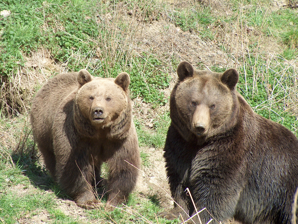 Braunbr-Mnnchen Purzel (rechts, hier mit Mama Sally) ist gestorben. (Foto: Wild-Freizeitpark-Westerwald)