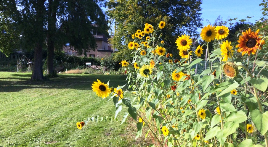 Erste Aktivitten im Brgerpark Unkel von Gemeinsam fr Vielfalt 