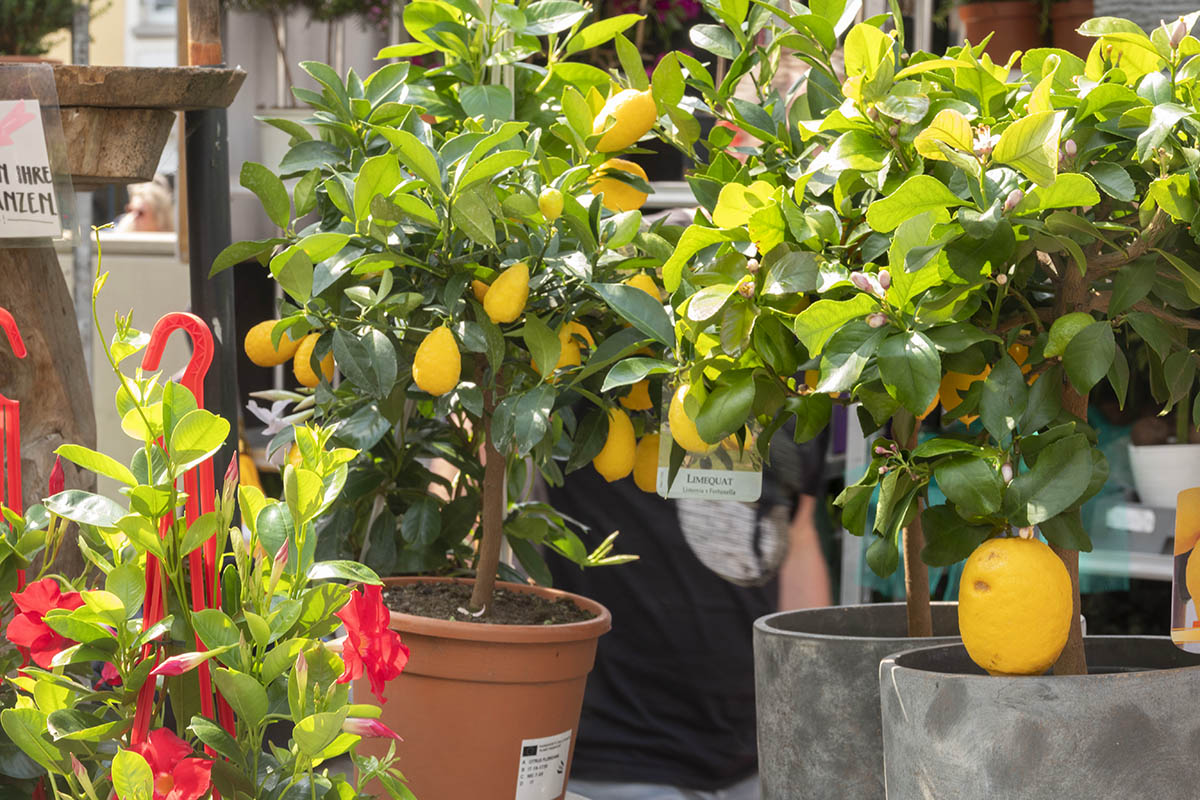 Kulturraum Garten lockt am 15. und 16. April nach Neuwied