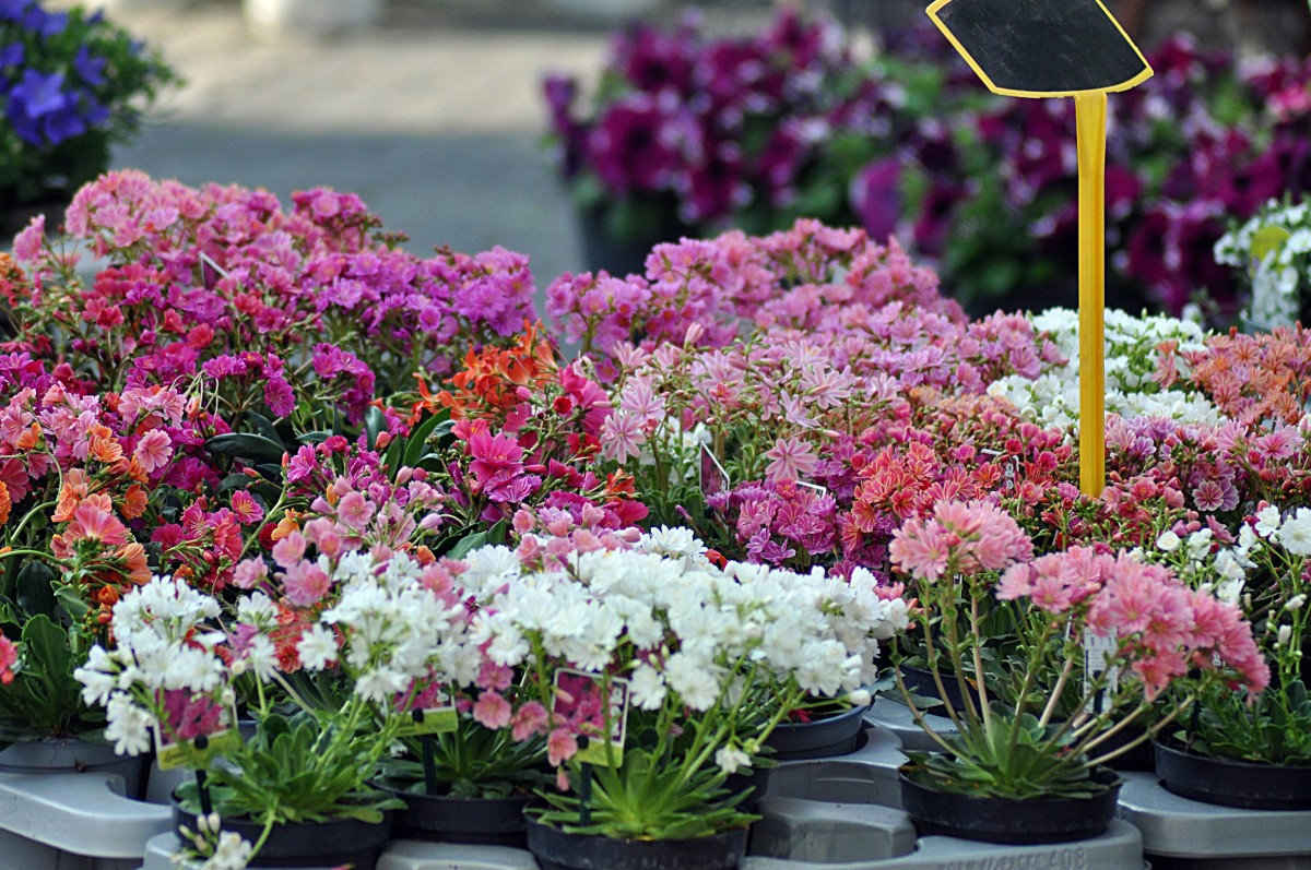 Foto: Franz-Josef Dehenn