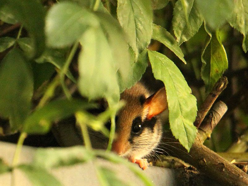 Gartenschlfer werden munter  Spurensuche startet