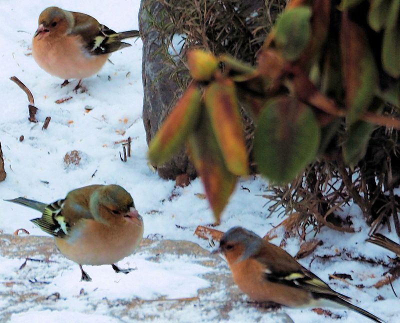 Buchfinken auf Futtersuche. Foto: Gavin Grosvenor 