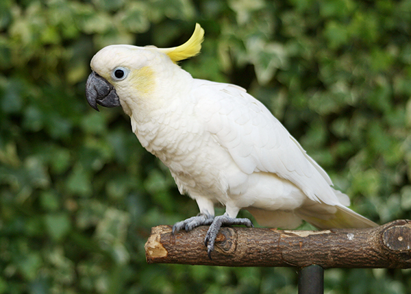 Zootier des Jahres: Zoo Neuwied macht sich stark