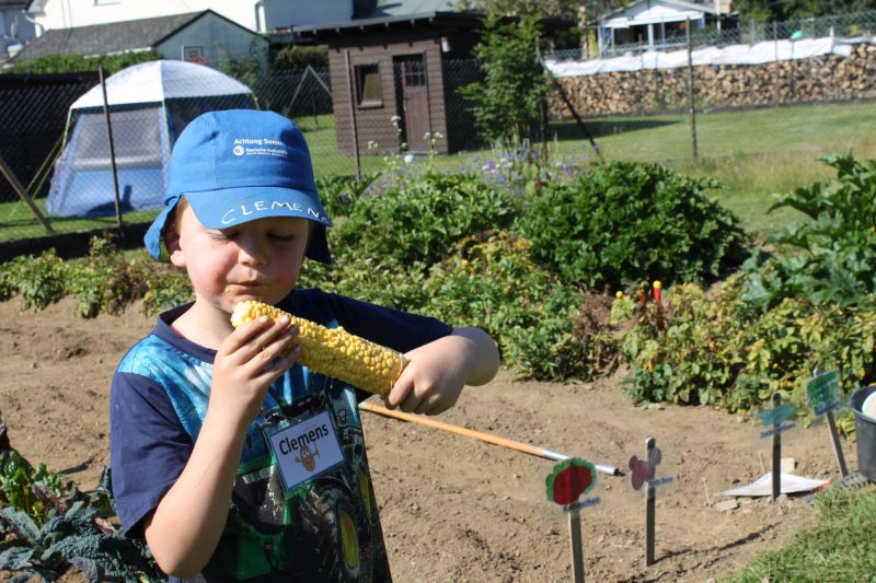 Zwiebeln, Mhren, Gurken - Kita-Kids ernten auf dem eigenen Acker