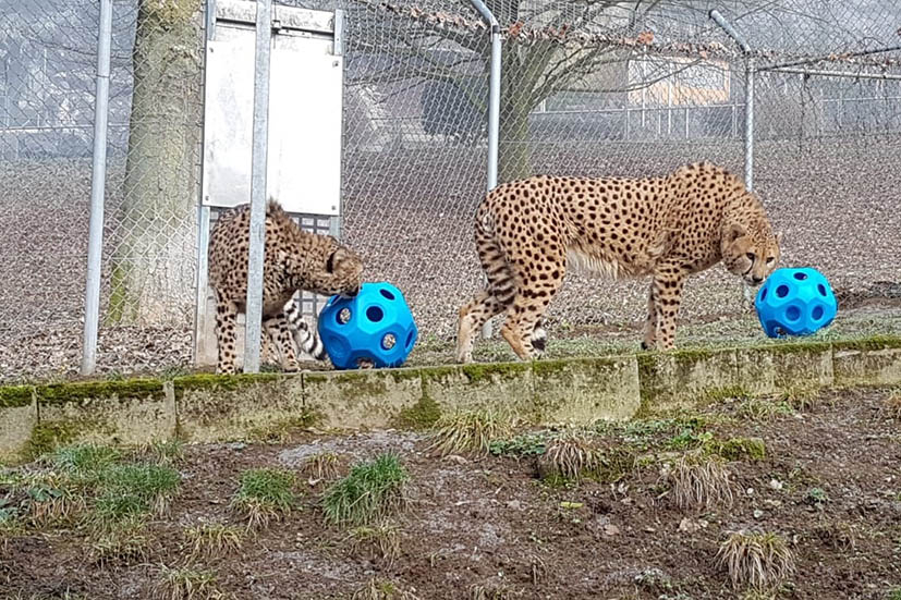 Wunschliste der Tiere erfllt - ein tierisches Dankeschn