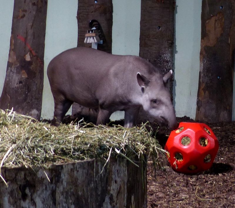 Geschenkbergabe an den Tapir. Fotos: Zoo Neuwied