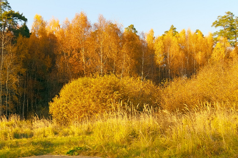 Goldener Oktober: Darum ist das Licht jetzt so besonders