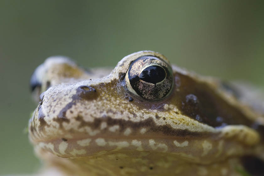 Der Grasfrosch ist der erste, der die Wanderung beginnt. Fotos: Wolfgang Tischler