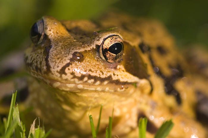 Am Grasfrosch wurden die Untersuchungen durchgefhrt. Foto: Wolfgang Tischler