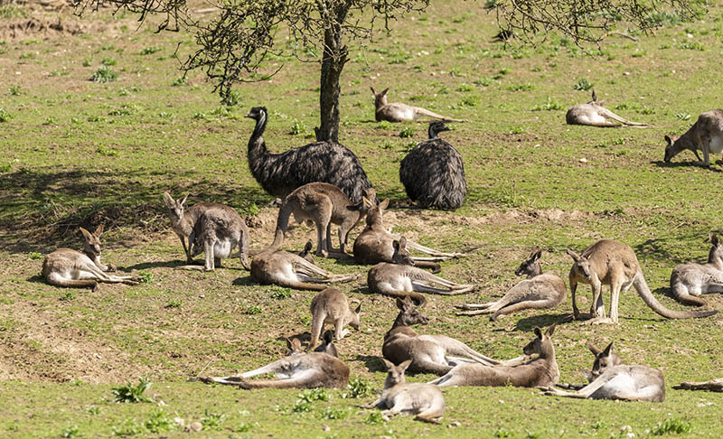 Auf Safari im Zoo Neuwied
