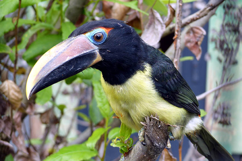 Zoo Neuwied blickt auf 2017 zurck