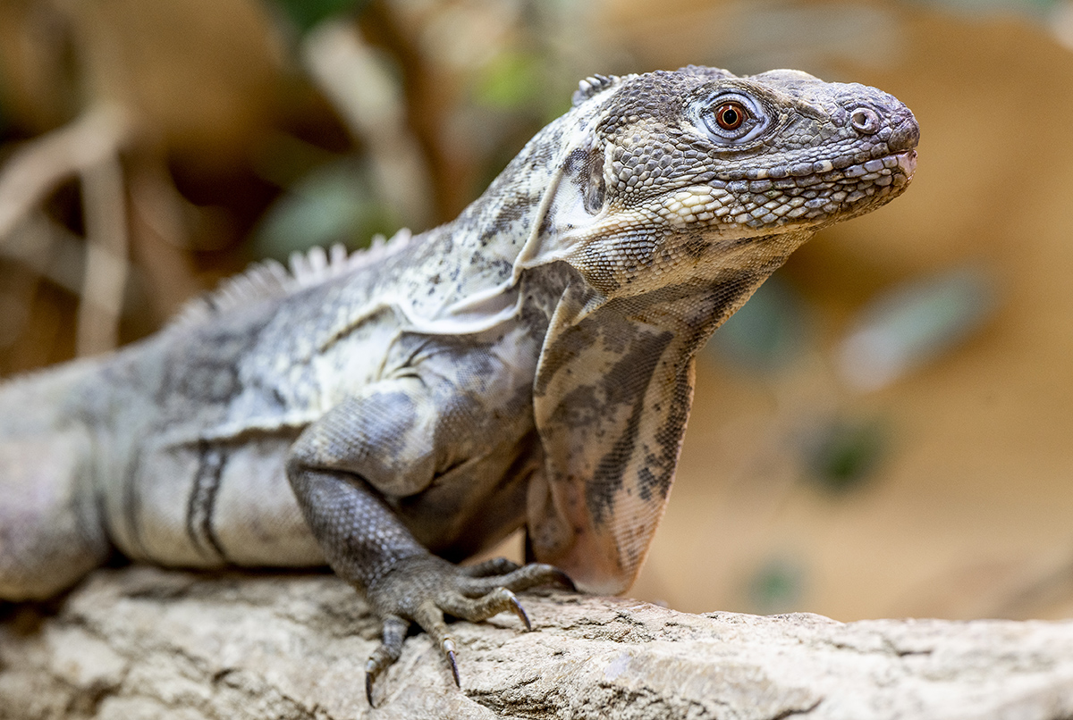Frisch geschlpft: Zoo Neuwied feiert Zuchterfolg bei bedrohten Leguanen