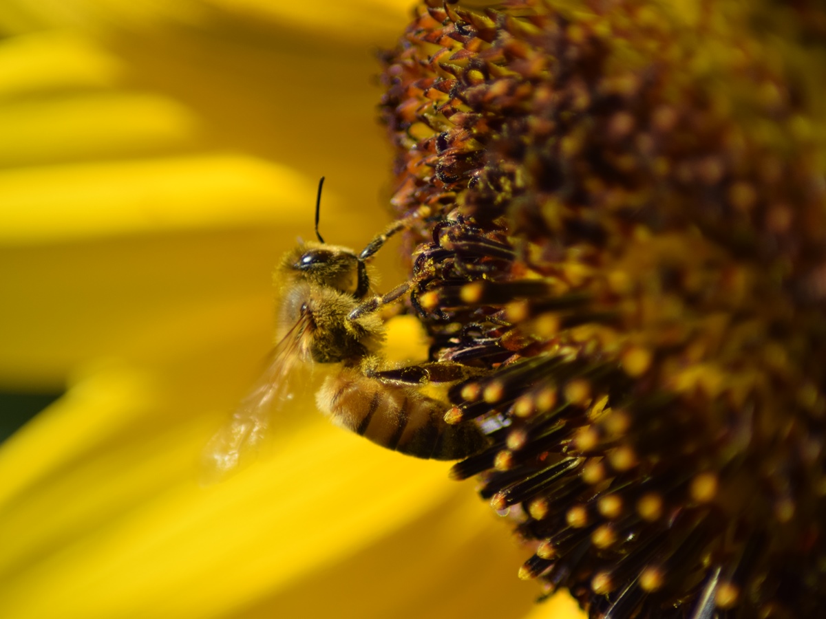 Die Bienen leisten einen wichtigen Beitrag in unserem �kosystem. (Foto: VG Hachenburg)