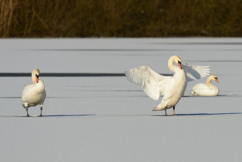 Tiere und Natur brauchen im Winter Ruhe