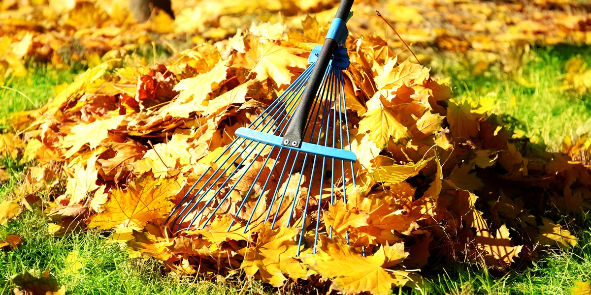 Herbstlaub ist bunt und schön, muss aber von Gehwegen und vom Rasen entfernt werden. Ein Rechen aus Metall ist das beste und einfachste Mittel zum Kehren.
(Foto: Shutterstock)