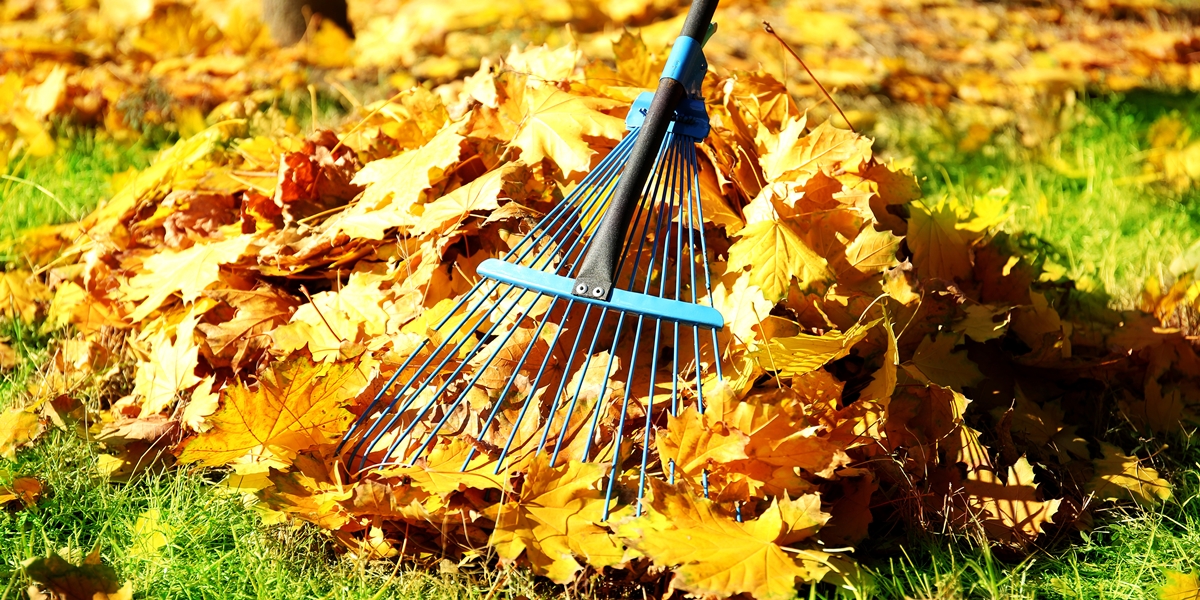 Herbstlaub ist bunt und schn, muss aber von Gehwegen und vom Rasen entfernt werden. Ein Rechen aus Metall ist das beste und einfachste Mittel zum Kehren.
(Foto: Shutterstock)