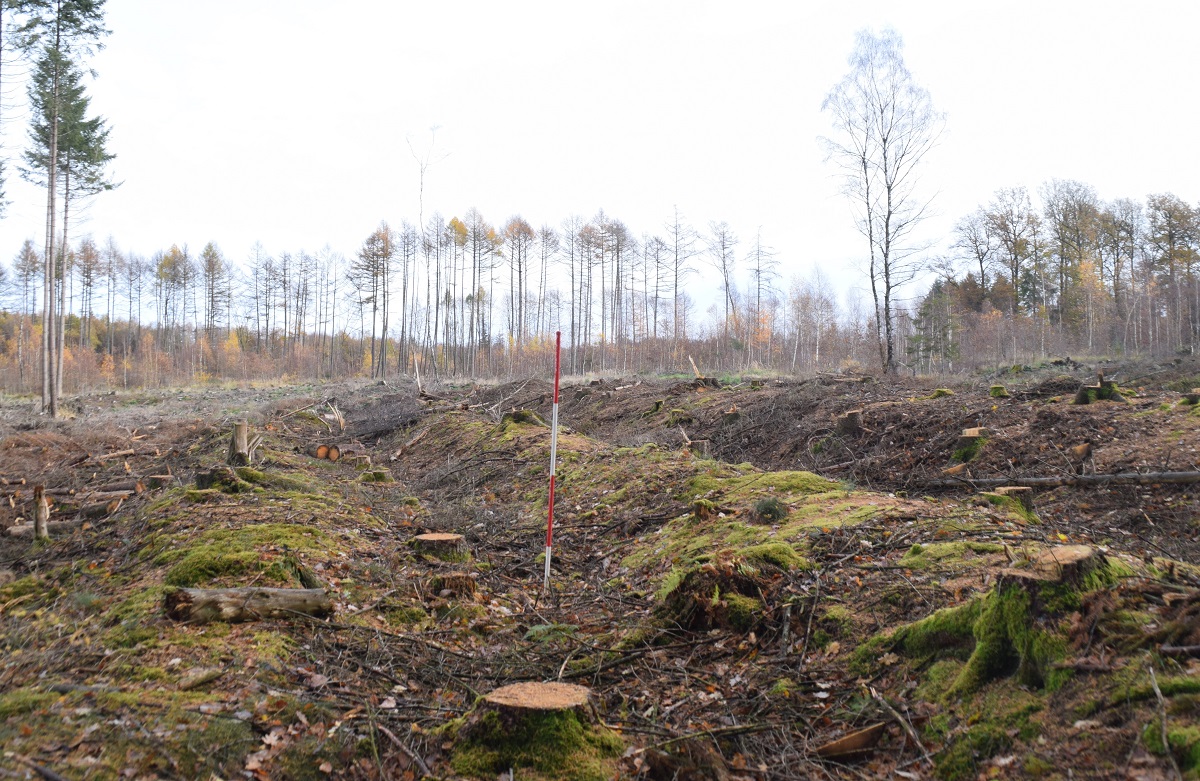 Partie der Landwehr in der Nhe der Ziegehtte. (Foto: J. Friedhoff)