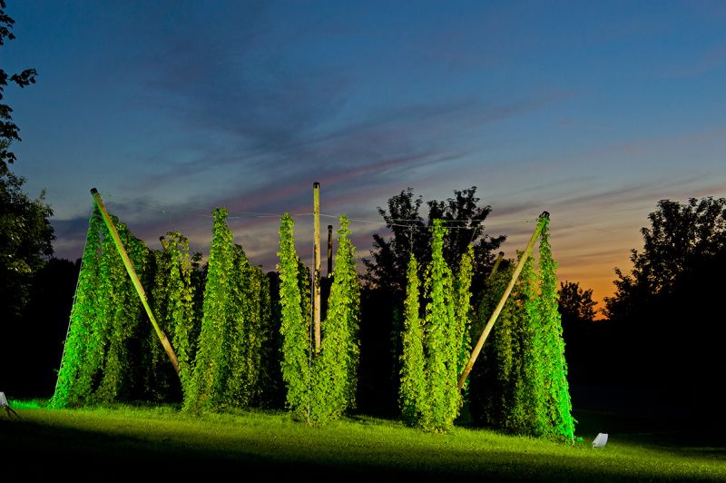 Hachenburger Hopfengarten. Foto: Brauerei