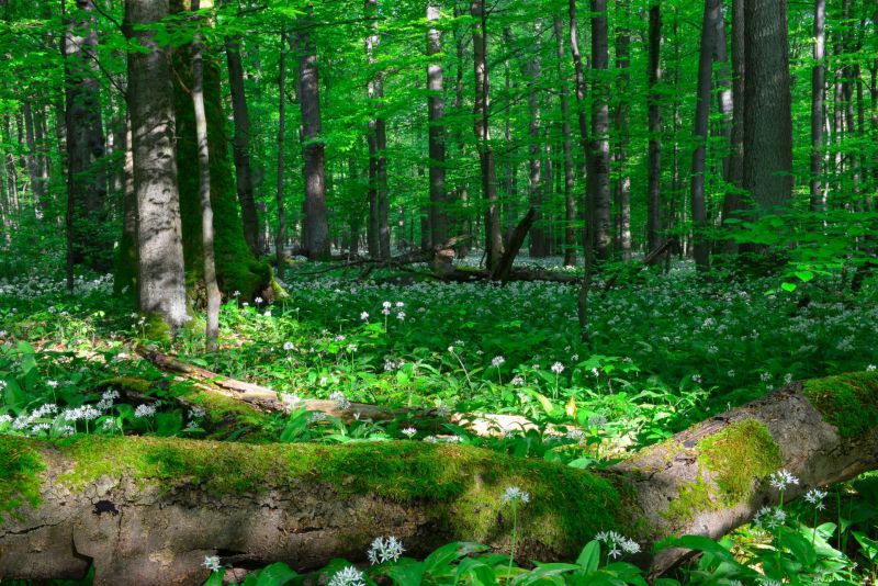 Wald-Matine Rendezvous im Buchenwald 