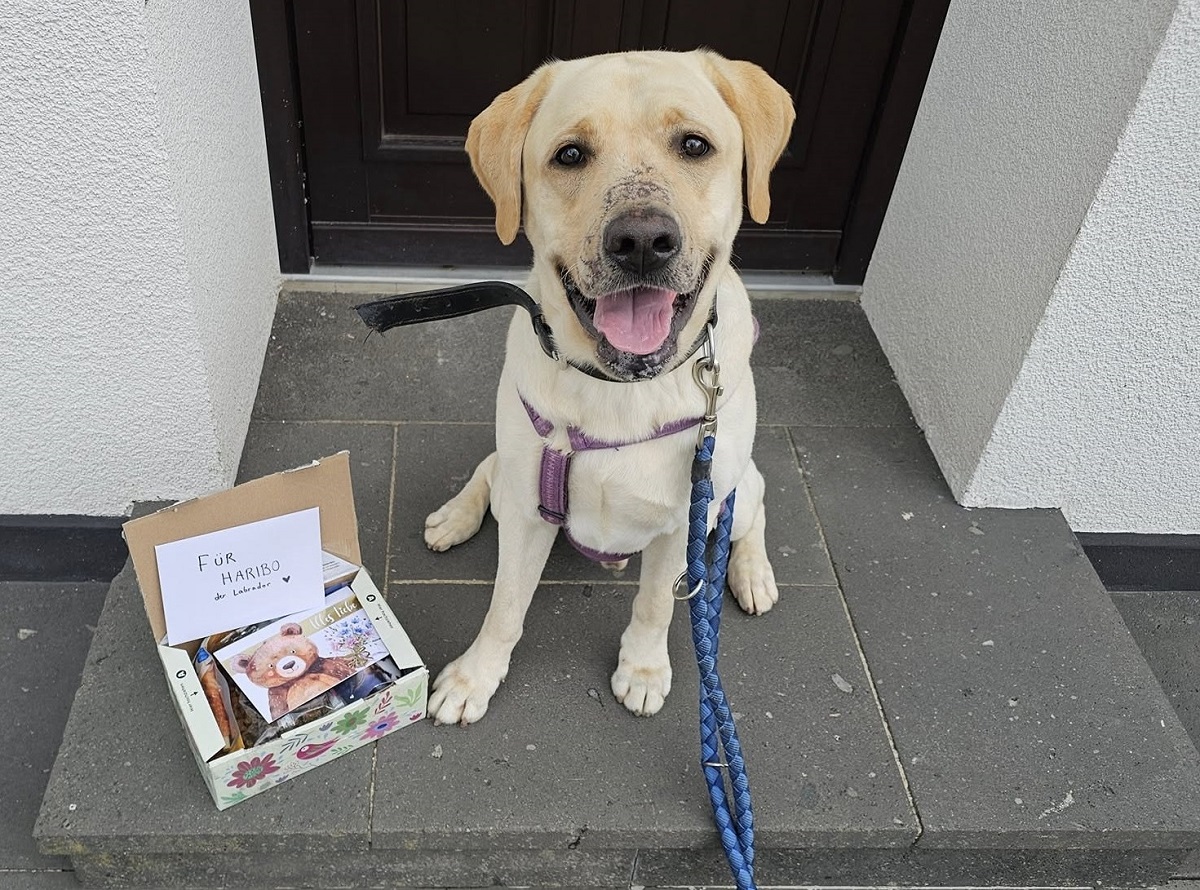 Tierqulerei in Dsseldorf: Labrador "Haribo" wird glcklich im Westerwald