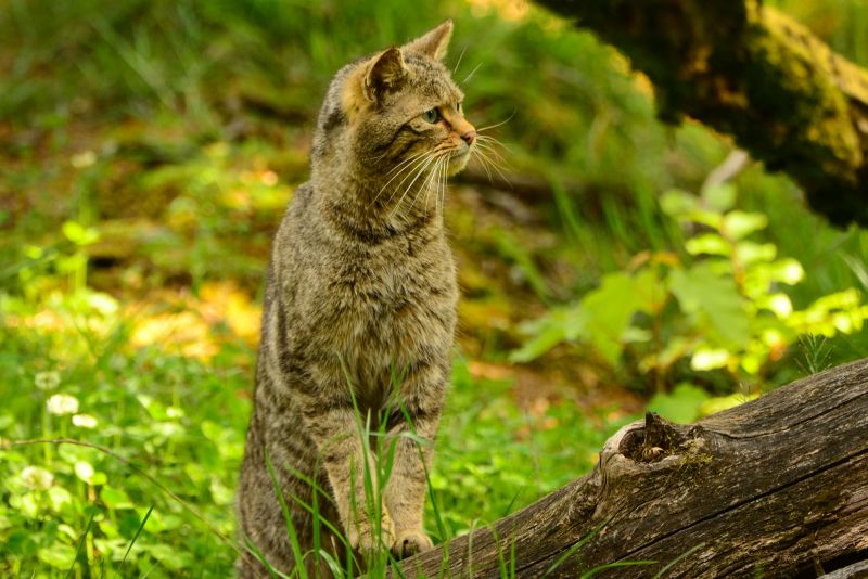 Wildkatze. Foto: Harry Neumann