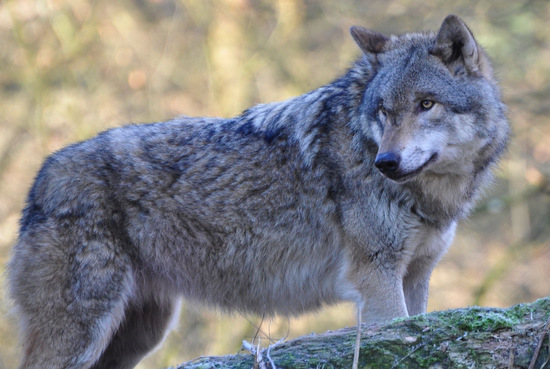 Erneuter Wolfsnachweis am Truppenbungsplatz Stegskopf