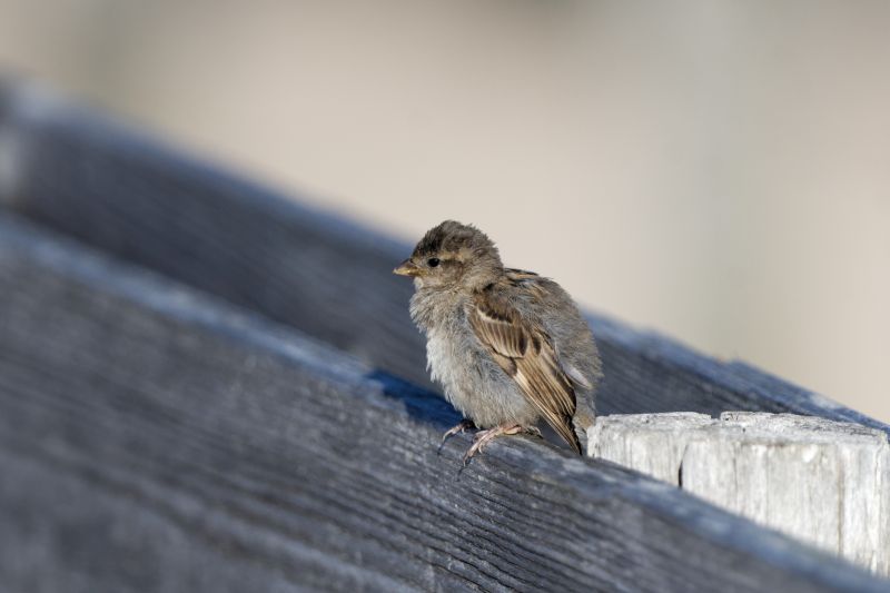 Jungvogel auf Ausflug. Foto: Hartmut Mletzko