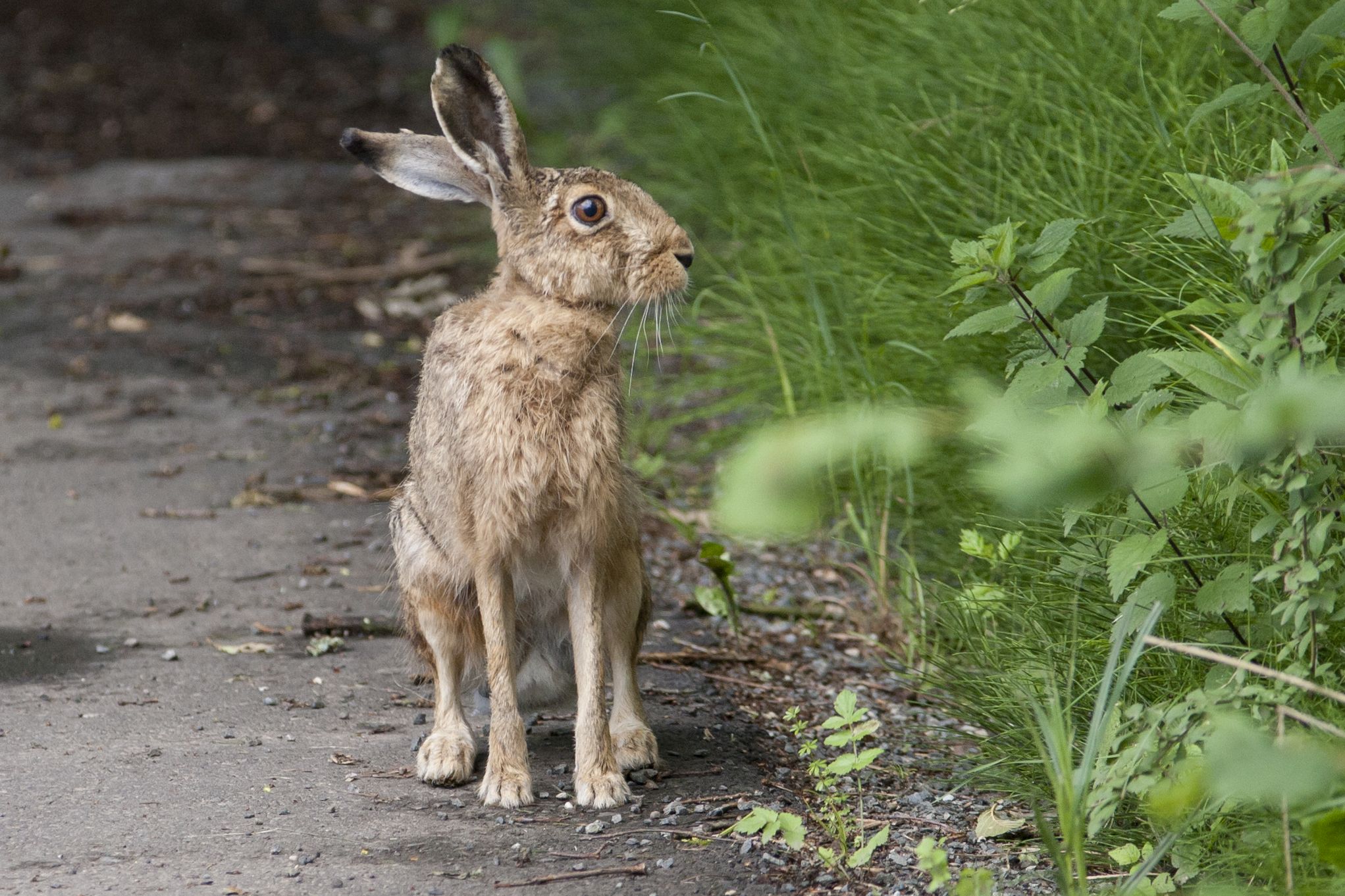 Der Osterhase ist ein Feldhase