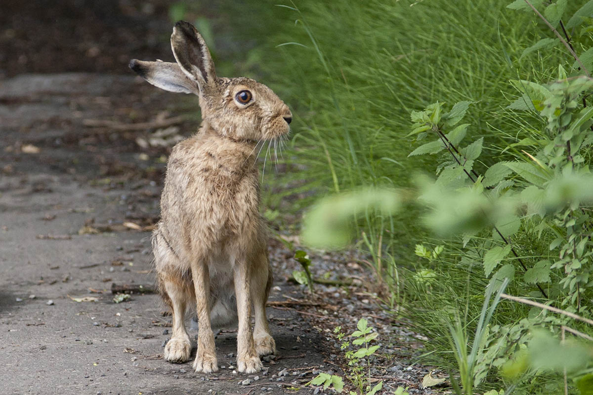 Der Osterhase wird nicht ins Schwitzen kommen. Foto: Wolfgang Tischler