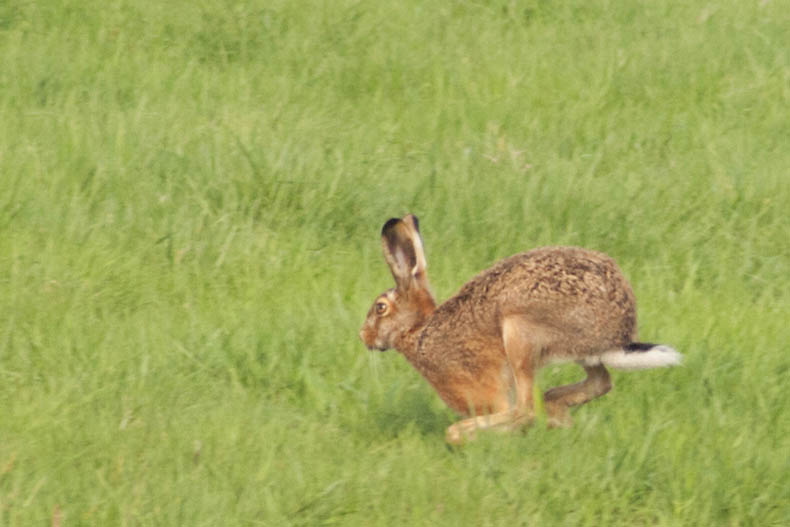 Ob er auch in Gromaischeid vorbeikommt? Foto: Wolfgang Tischler