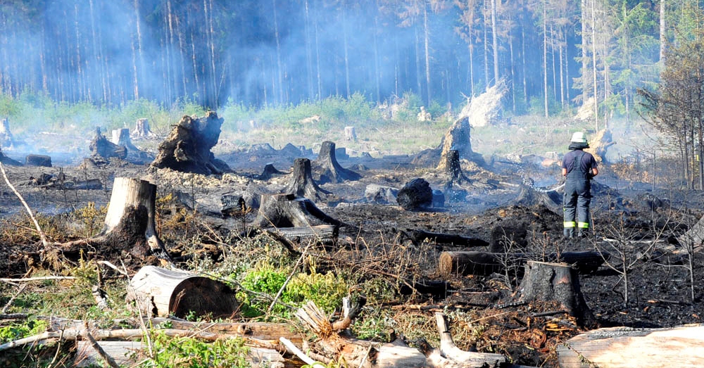 Steigende Waldbrandgefahr: Das gilt es zu beachten