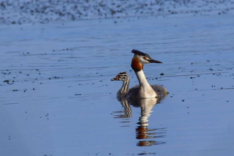 Haubentaucher an der Westerwlder Seenplatte 