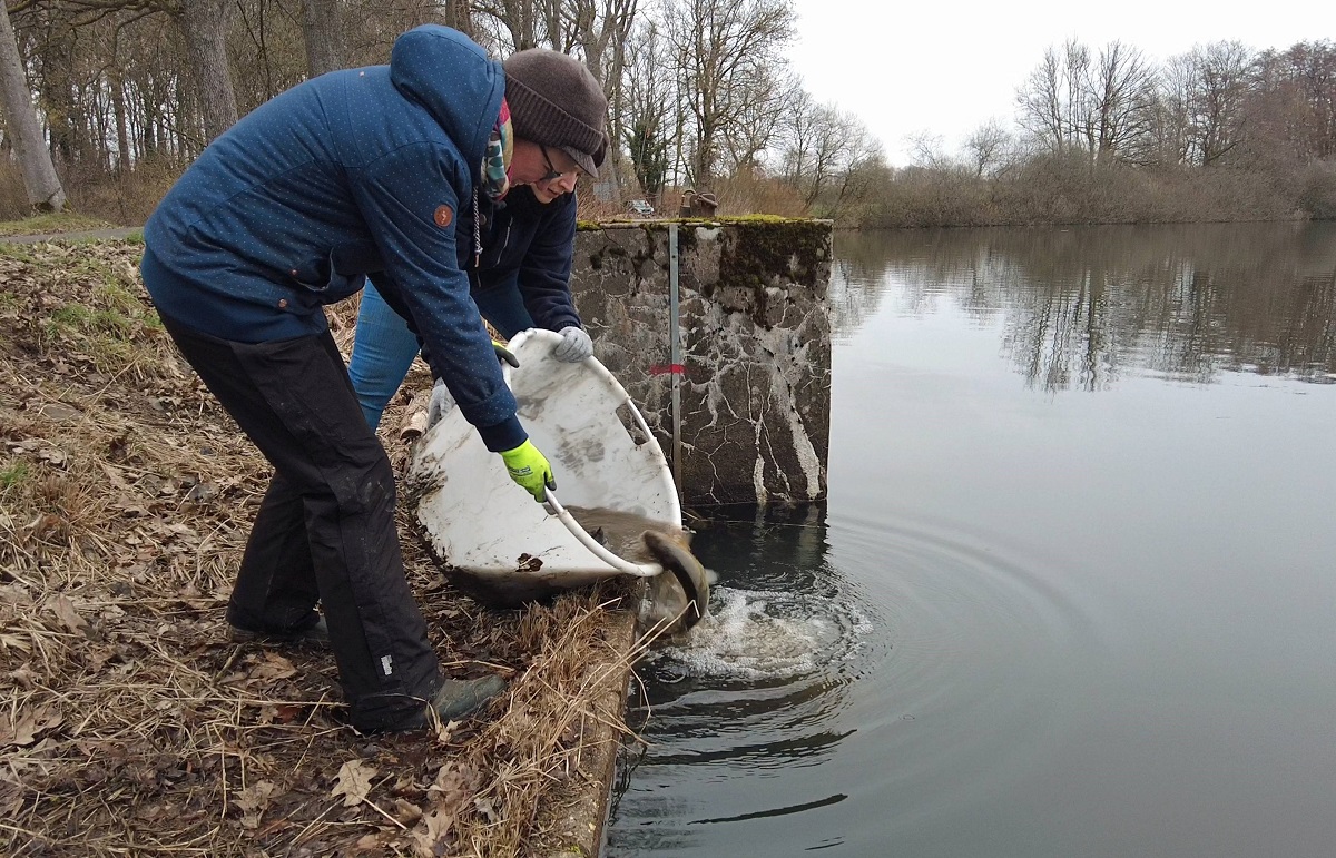 Ehrenamtliche setzen Fische in den Hausweiher zurck. (Foto: Stefan Tannenberg)