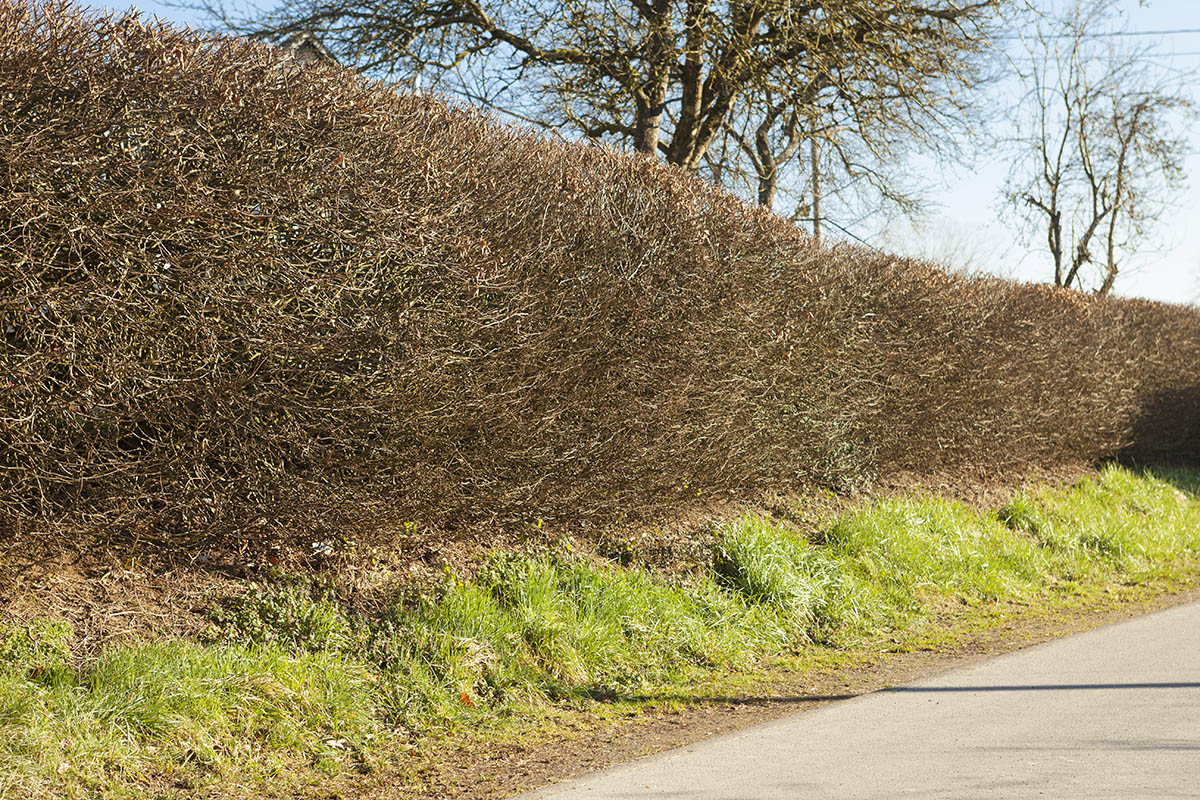 Hainbuchenhecke. Hecken mssen bis zum 28. Februar geschnitten sein. Foto: Wolfgang Tischler