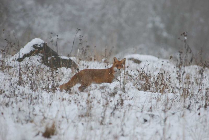 Winterwanderung im Westerwald. Fotos: Heinz Strunk